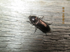 Selatosomus aeneus