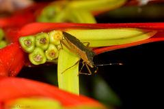 Leptoscelis elongator