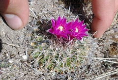 Echinofossulocactus ochoterenaus