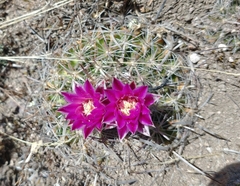 Echinofossulocactus ochoterenaus