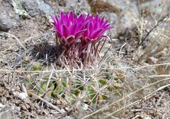 Echinofossulocactus ochoterenaus