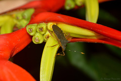 Leptoscelis elongator