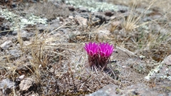 Echinofossulocactus ochoterenaus