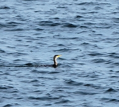 Phalacrocorax capillatus