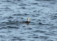 Phalacrocorax capillatus