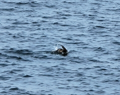 Phalacrocorax capillatus