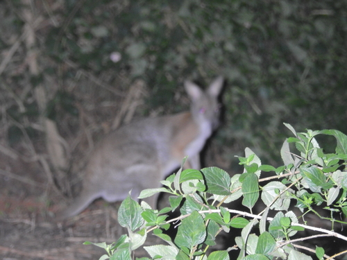 Black-striped Wallaby