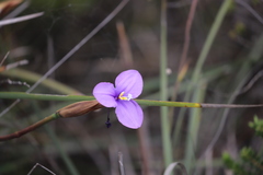 Patersonia lanata lanata