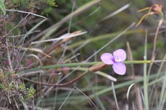 Patersonia lanata lanata