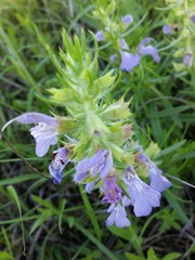 Salvia engelmannii