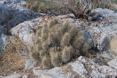 Echinocereus occidentalis