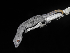 Strophurus taenicauda