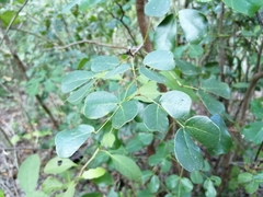 Pithecellobium unguis-cati