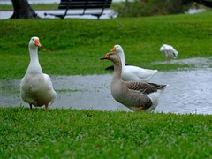 Anser anser domesticus × anser cygnoides domesticus