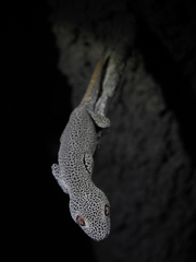 Strophurus taenicauda