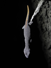 Strophurus taenicauda