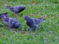 Columba livia domestica