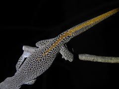 Strophurus taenicauda