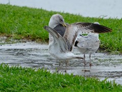 Larus delawarensis