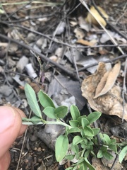 Indigofera subulata