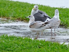 Larus delawarensis