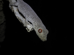 Strophurus taenicauda