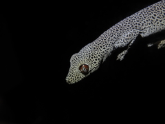 Strophurus taenicauda