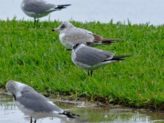 Leucophaeus atricilla