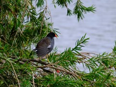Gallinula galeata