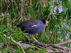 Gallinula galeata