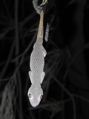 Strophurus taenicauda