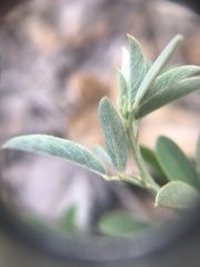 Indigofera subulata