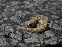 Rhynchoedura ormsbyi