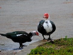 Cairina moschata domestica