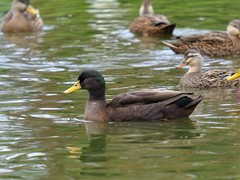 Anas platyrhynchos domesticus