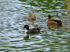 Anas platyrhynchos domesticus
