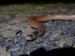 Brachyurophis australis
