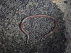 Brachyurophis australis
