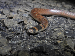 Brachyurophis australis