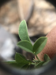Indigofera subulata