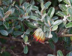 Diplolaena dampieri