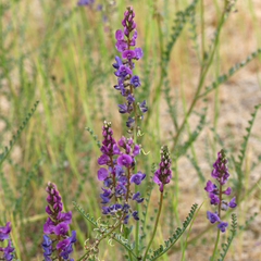 Swainsona microphylla