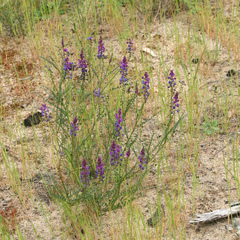 Swainsona microphylla