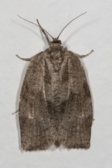 Choristoneura conflictana