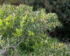 Acacia rostellifera