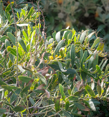 Acacia rostellifera