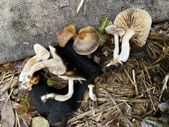 Meottomyces dissimulans