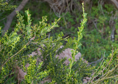 Acacia littorea