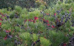 Melaleuca granitica