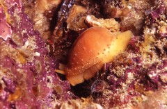 Notocypraea comptonii